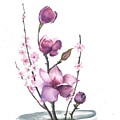 Japanese Magnolia